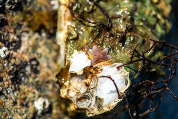 Intertidal Encrustation on Marine Shell: Polychaetes, Barnacles, and Snail