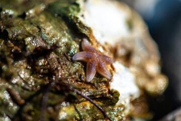 Intertidal Encrustation on Marine Shell: Polychaetes, Barnacles, and Snail