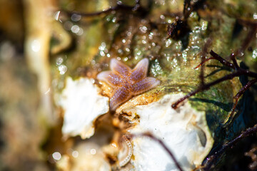 Intertidal Encrustation on Marine Shell: Polychaetes, Barnacles, and Snail