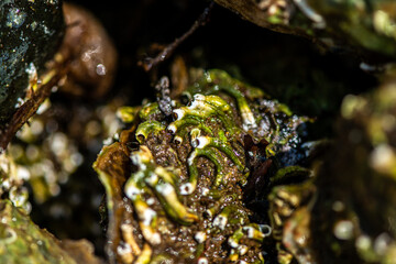 Intertidal Encrustation on Marine Shell: Polychaetes, Barnacles, and Snail