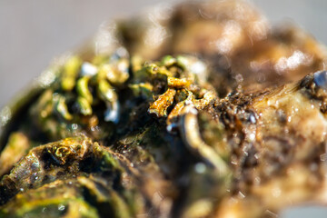 Intertidal Encrustation on Marine Shell: Polychaetes, Barnacles, and Snail