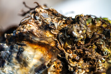 Intertidal Encrustation on Marine Shell: Polychaetes, Barnacles, and Snail