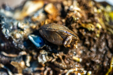 Intertidal Encrustation on Marine Shell: Polychaetes, Barnacles, and Snail
