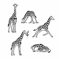 vector illustration of a giraffe