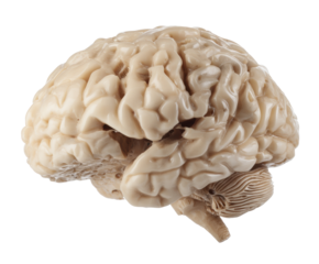 Anatomically accurate model of a human brain for educational purposes on a transparent background, cut out