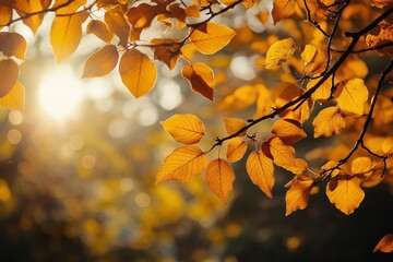Golden autumn leaves glowing in warm sunlight on a branch