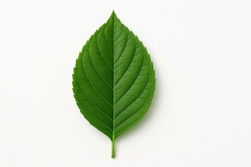 A green leaf isolated on transparent background 