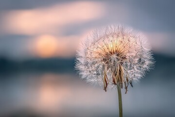 Obraz premium Dewy Dandelion At Sunset Over Water