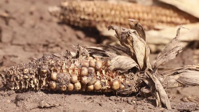 Dried corn cobs sit on parched earth, showcasing the harsh effects of drought on crops during late summer. The once vibrant plants now appear withered and desolate