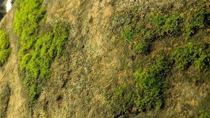 Nature photography featuring mossy stone textures in peaceful surroundings