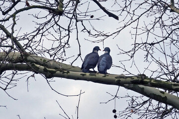 Couple de pigeon ramier pendant la saison des amours