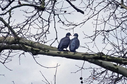 Couple de pigeon ramier pendant la saison des amours