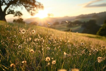 Sunrise over a gentle hillside tall grass and wildflowers nature scene tranquil environment captured in gigapixel quality