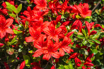 Bright red azalea flowers are in full bloom with lush green leaves under the sunlight