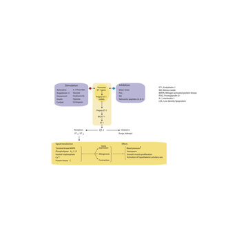 Endothelin-1 (ET-1) synthesis, gene regulation, receptor pathways, and physiological effects &ndash; simple schematic illustration of ET-1 molecular and signaling actions