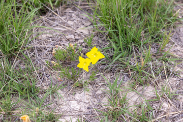 cactus and flower plants out by monuments rocks in oakley kansas