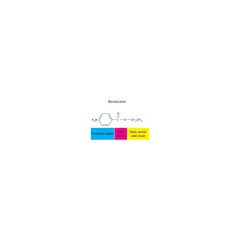 Benzocaine skeletal formula. Simple schematic illustration of local anesthetic molecule structure - basic amine side chain, aromatic region and Ester bond.