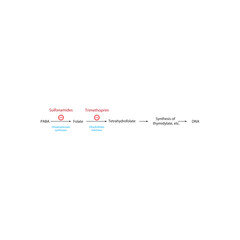 Mechanism of Action of Sulfonamides and Trimethoprim in Folate Pathway Inhibition. Simple shcematic biochemical illustration.