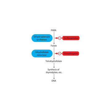 Mechanism of Action of Sulfonamides and Trimethoprim in Folate Pathway Inhibition. Simple shcematic biochemical illustration.