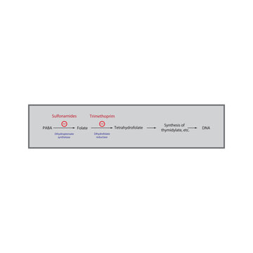 Mechanism of Action of Sulfonamides and Trimethoprim in Folate Pathway Inhibition. Simple shcematic biochemical illustration.