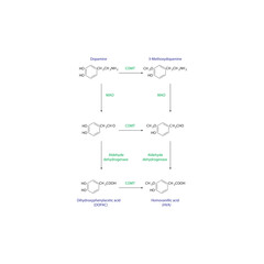Dopamine Metabolism Pathways diagram -  via COMT, MAO, and Aldehyde Dehydrogenase enzymes. Simple biochemistry schematic illustration.