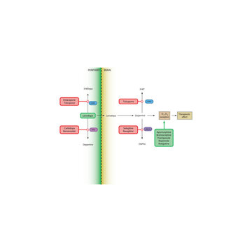 Mechanism of Dopaminergic Drugs in Parkinson&rsquo;s Disease: Levodopa Metabolism, COMT inhibitors, Dopamine receptor agonists and others. Simple schematic illustration.