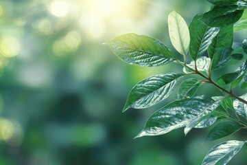 Green Leaves Branch Sunlight Forest Background