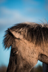 icelandic horse in natural environment pony equine