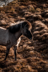 icelandic horse in natural environment pony equine