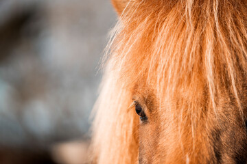 icelandic horse in natural environment pony equine with a dark background