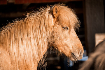 icelandic horse in natural environment pony equine with a dark background