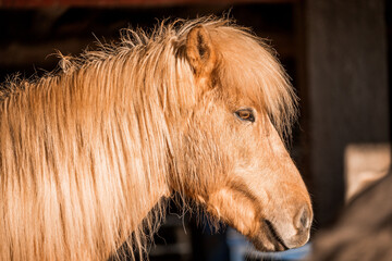 icelandic horse in natural environment pony equine