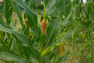 Big corns on the bright corn field background. Farming and agriculture, growing fresh vegetables and fruits. Corn leaves and cobs growing in a green big field, corn planting in Italy	
