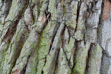 Close-up of the bark of a 400-year-old oak tree.