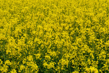 Field yellow rapeseed (Brassica napus).