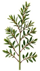 Fototapeta premium a 3d render of rosemary, positioned left, isolated white background