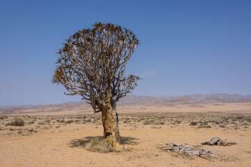 Lone quiver tree in the Richtersveld desert