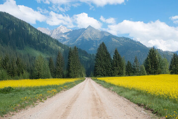 A dirt road stretches through fields of yellow flowers and dense green forest, leading to majestic mountains under a partly cloudy sky.
