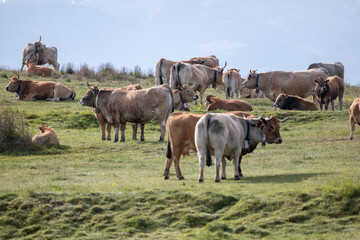 cows in a field