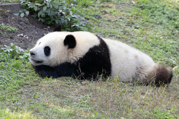 Panda sleeping on the Green Yard, China