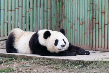 Panda sleeping on the Green Yard, China