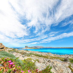 Unbelivable blooming flowers on Famous La Pelosa beach with Torre della Pelosa.
