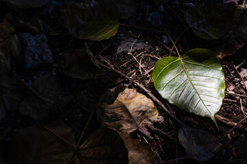 A single green Bodhi leaf illuminated by sunlight on the forest floor, surrounded by dried leaves and twigs. A peaceful nature scene symbolizing mindfulness, change, and simplicity.