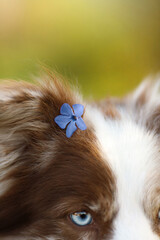 close-up photo of border collie dog with blue eyes, brown fur portrait with fantastic blue frowers...