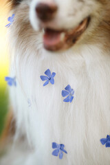 close-up photo of border collie dog with open mouth with tongue, brown nose and fluffy white and...