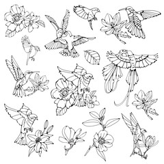 Beautiful collection of birds and flowers in outilne
