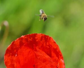 honey bee collecting pollen on poppy flower in may close up