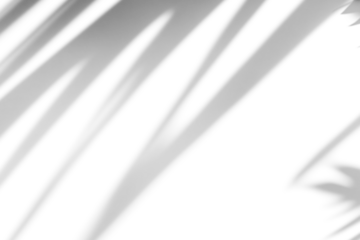 shadow overlay effects of realistic window and tree branch shadow with light blur on transparent backgr,Summer sunlight and shadow overlay effect,shade for photo interior backdrop studio mockup design