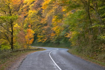 A winding mountain road lined with vibrant autumn foliage in red, orange, and yellow hues under a canopy of trees.