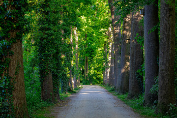 Hiking concept, Spring landscape with small nature gravel path and grass, Line of trees with green leaves along both side of the way, Gelderland province in the centre-east of the country, Netherlands